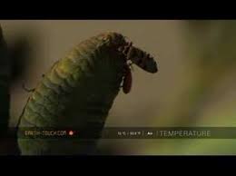 The welwitschia mirabilis is a plant which is endemic to the namib desert in namibia and southern angola. Ancient Plant Grows Slowly In Namibian Desert Youtube