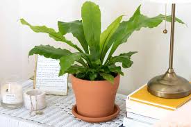 Image result for Asplenium