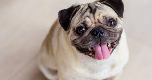 It is recommended that you thoroughly research all breeds involved in your mixed breed puppy to ensure that you are amenable and prepared for any of the possibilities. The Frug French Bulldog Pug Mix