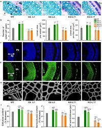 Plant cells vary greatly in shape. Observations Of Plant Cell Walls In Transgenic Poplar Plant A Download Scientific Diagram
