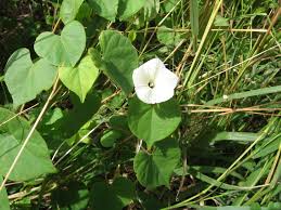 Image result for Ipomoea obscura
