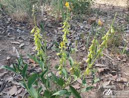 Image result for Crotalaria vasculosa
