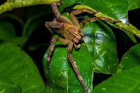 Die brasilianische wanderspinne baut keine fangnetze und jagt vor allem nachts schaben, fühlerschrecken und andere insekten, auch kleine amphibien und reptilien. Die Giftigsten Spinnen Der Welt