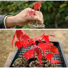 ∙ promo pengguna baru ∙ kurir instan ∙ bebas ongkir ∙ cicilan 0%. Harga Pohon Maple Terbaru Juli 2021 Biggo Indonesia