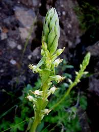 Image result for Satyrium trinerve