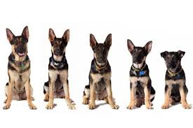 Maybe you would like to learn more about one of these? Do German Shepherds Change Color As They Grow Quora