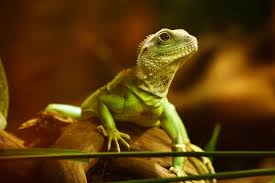 Check spelling or type a new query. How To Include Exotics In Your Vet Clinic