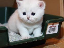 Maybe you would like to learn more about one of these? Bagaimana Untuk Merawat Cirit Birit Pada Anak Kucing
