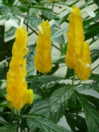 Image result for Acanthaceae