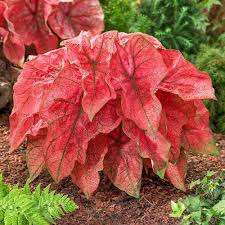 Image result for Caladium