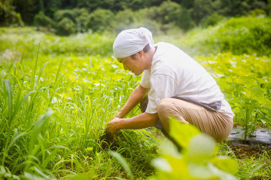 草むしり後の、、、ぎっくり腰・・・どうする？ | 茨城県阿見町の痛みしびれ専門整体オプティマルヘルスセンター