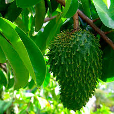 Image result for Annona muricata