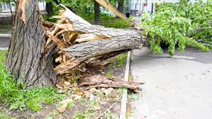 We have 5 dollar tree locations with hours of operation and phone number. Tree Service Binghamton Ny All Pro Able Tree Service