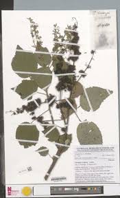 Image result for Triumfetta cordifolia