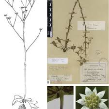 Image result for Alepidea