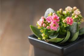 Small, compact african violets have soft, furry, dark green leaves. 37 Small Indoor Plants To Bring Beauty Into Your Home Smart Garden Guide