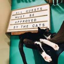 Sandra c, owner yrityksessä orlando cat cafe vastasi tähän arvosteluun. 15 Best Things To Do In Clermont Fl The Crazy Tourist