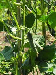 Hot weather, combined with dust buildup and poor air circulation, favors these small pests. How To Identify The 27 Most Common Vegetable Plants