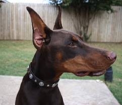 cropping docking dew claws akc doberman pinschers for