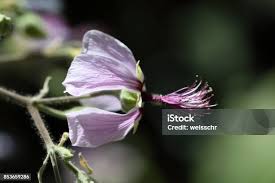 Image result for Abutilon longicuspe
