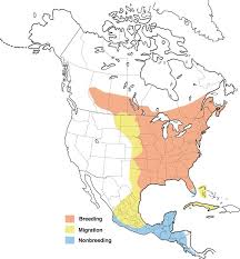 Само оружие при этом не уничтожается. Ruby Throated Hummingbird Overview All About Birds Cornell Lab Of Ornithology
