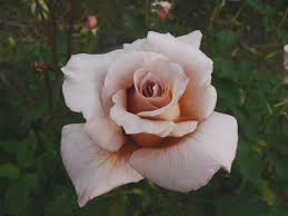 Check spelling or type a new query. Julia S Rose Florist With Flowers