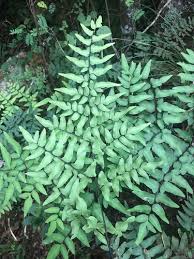 Image result for Chamaecrista fenarolii