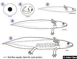 axolotls biology