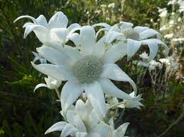 Check spelling or type a new query. Angus S Top Ten Australian Plants For Cut Flowers Gardening With Angus
