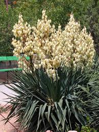Image result for Yucca gloriosa