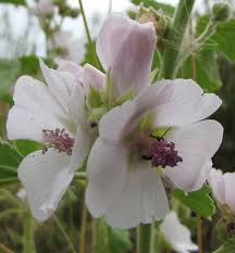 Marshmallow root is a wonderful herb that is beneficial for skin healing, smoothing hair, improving digestion and more. Althaea Plant Wikipedia