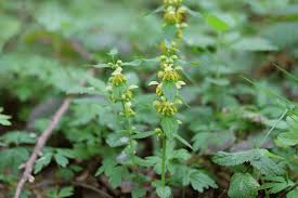 Image result for Lamium galeobdolon