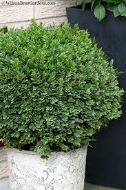 Image result for Buxus nyasica