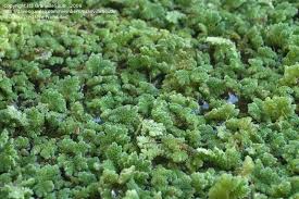 Image result for Azolla pinnata