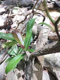 Image result for Tetracera