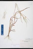 Image result for Heteropogon melanocarpus