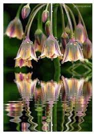 Pin On Blumen