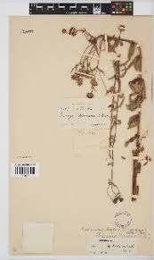 Image result for Bothriocline laxa