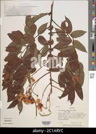 Image result for Senna petersiana