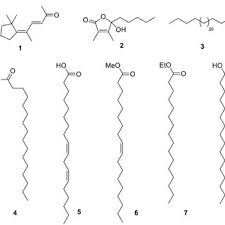 Image result for Crotalaria argyrolobioides