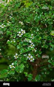 Image result for Malpighia coccigera