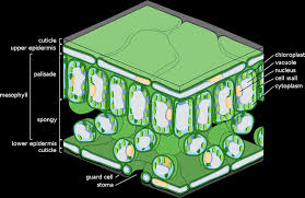 Check spelling or type a new query. Guard Cell Biology Cell Cells Chloroplast En Guard Nucleus Osmosis Science Vacuole Glogster Edu Interactive Multimedia Posters