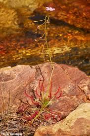 Image result for Droogmansia