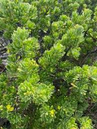 Image result for Surianaceae