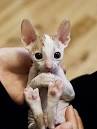 Sphynx cat price range. Hairless cat cost. Where to buy ...
