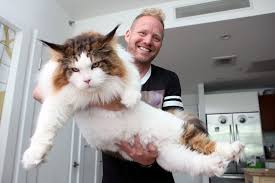 The maine coon is one of the largest breeds of domestic cat, with a strong and rugged appearance, long or medium length fur, tufted ears and a long flowing tail. Maine Coon Cat Breed Information Characteristics Daily Paws