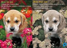 See The World Through The Eyes Of Animals Animals Dogs Pet News