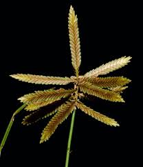 Image result for Pycreus flavidus