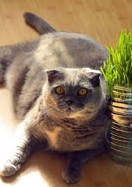 Scottish Fold Cats How High A Price Is That Cute Face Worth Cat Scottish Fold Large Cat Breeds Scottish Fold