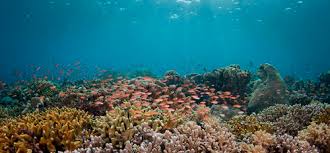 Some live in warm, shallow, tropical seas and others in the cold, dark depths of the ocean. The World S Most Beautiful Coral Reefs Sport Diver